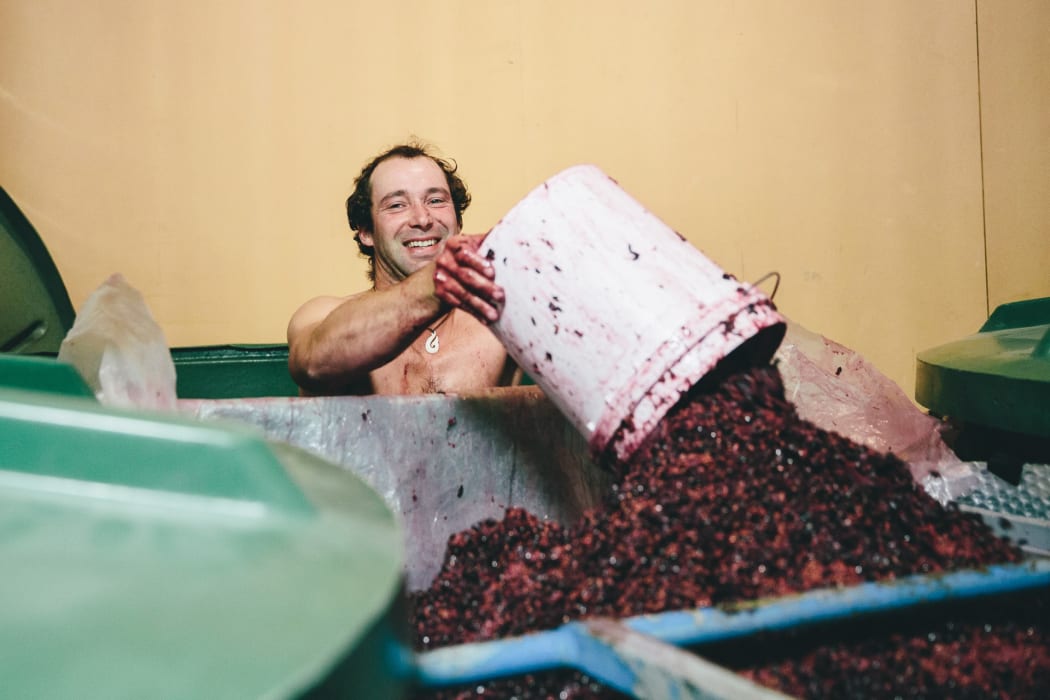 Grapes being processed at Rippon Vineyard