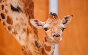 The new giraffe born at Auckland Zoo.
