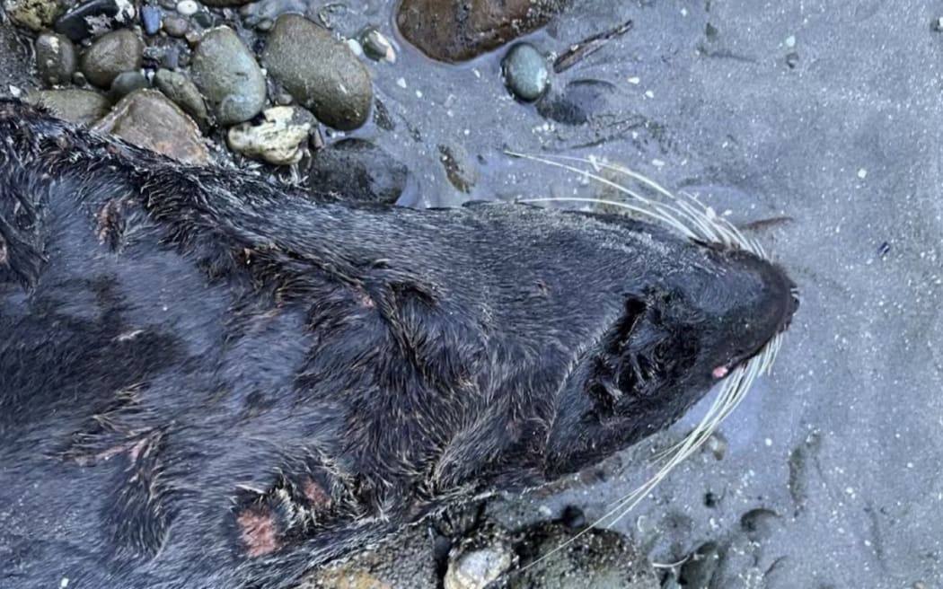 The seal mauled by dogs on Kina Beach near Motueka was left with puncture wounds to its head and neck. It was later believed to have died.