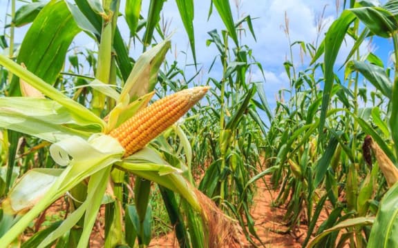 Richard Burke says too much wind could damage late season corn crops and maize.