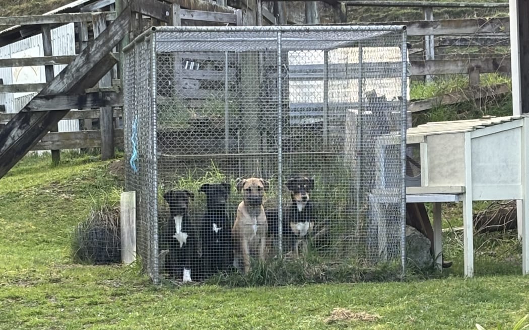 The four puppies were found in a cage at the Nelson SPCA early last Friday morning. 