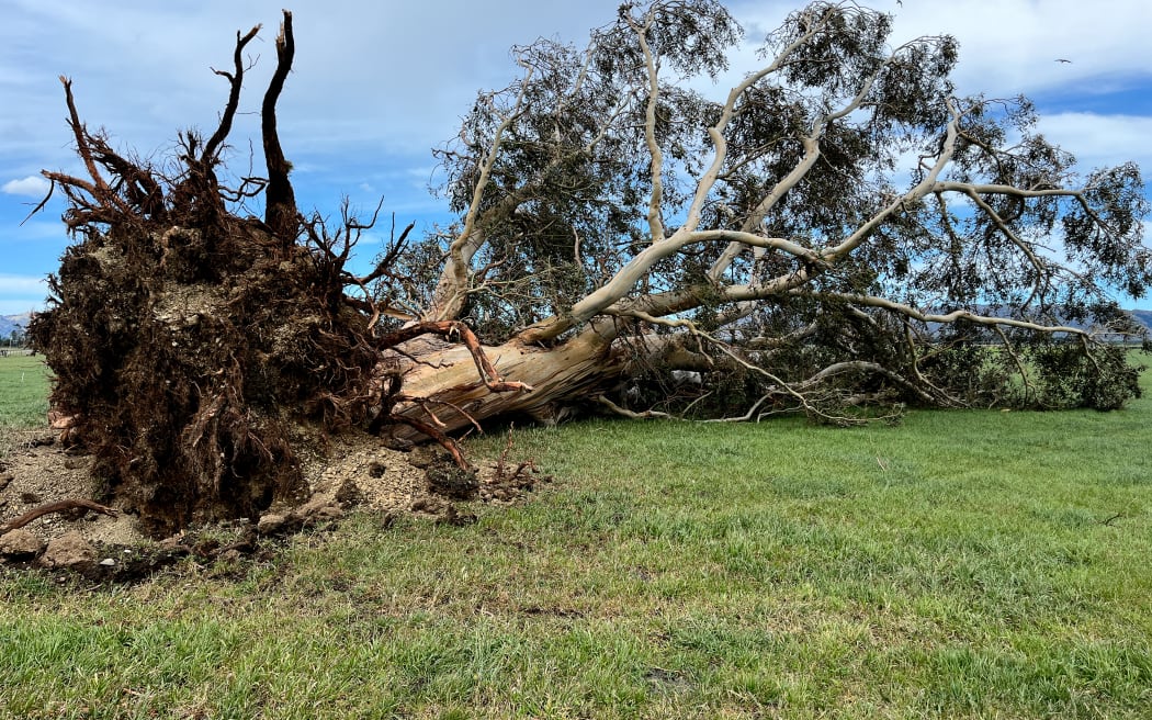 Culverden wind.