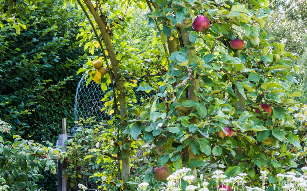 Barewood Garden, Awatere Valley
