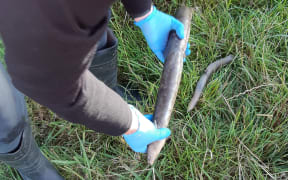 Several thousand dead eels have been found in a stream near Mataura, in Southland.