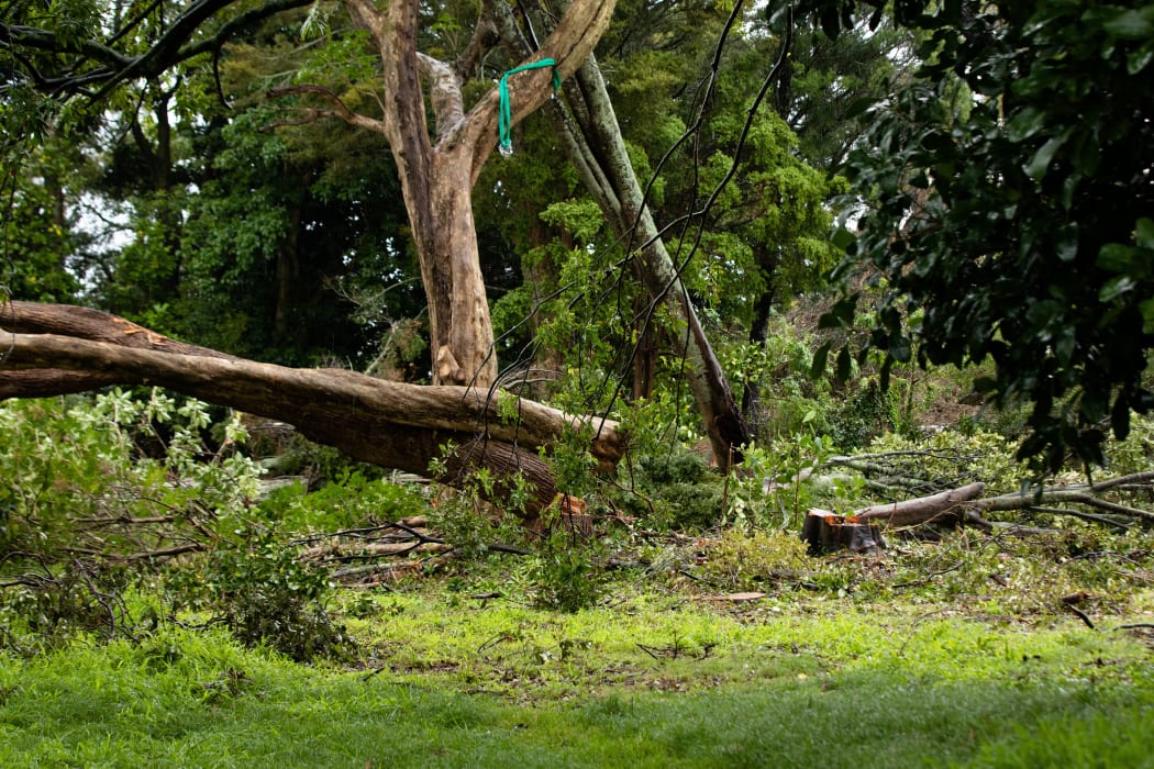 Thirty native trees at a Canal Road property in Avondale are facing the chop.