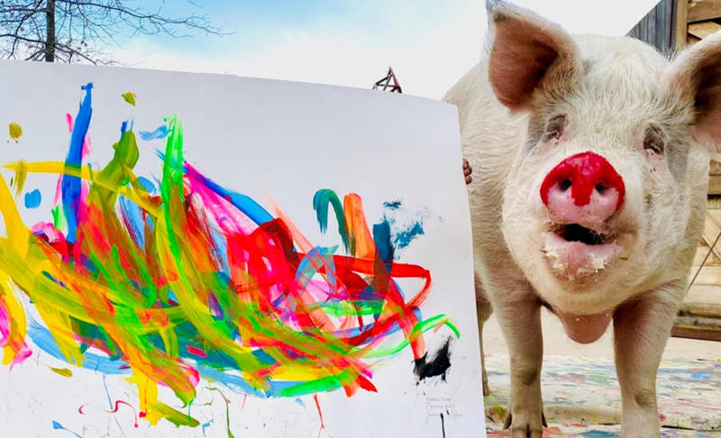 Pigcasso's trainer taught her how to paint using reinforcement learning.