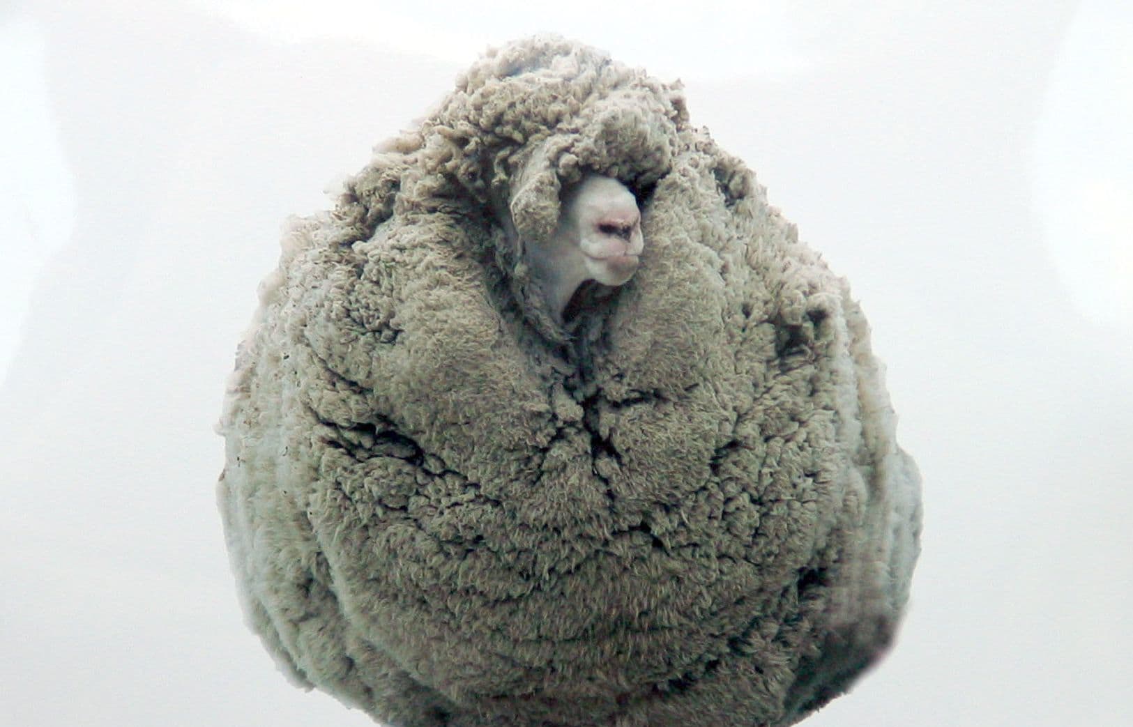 Shrek the sheep