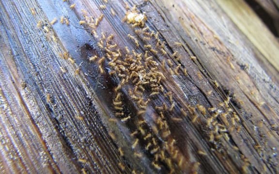 Little fire ants in Hawaii.