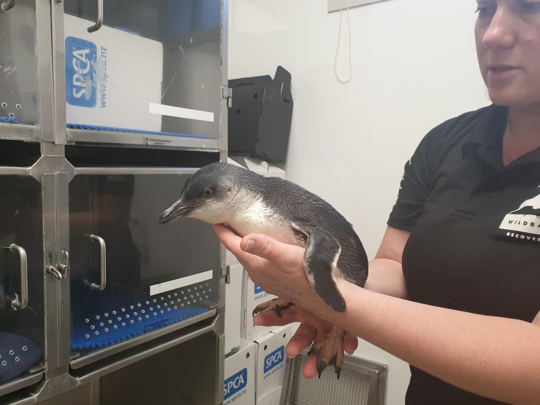 A little blue penguin at the Central Energy Trust Wildbase Recovery facility in Palmerston North