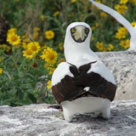 Photo for Masked booby