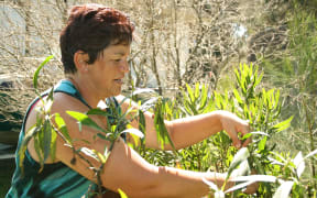 Rongoā Māori practitioner Donna Kerridge harvesting supplies.
