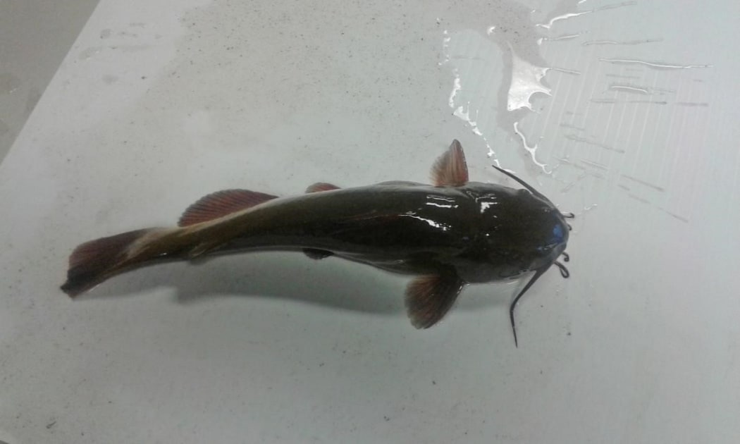 A brown bullhead catfish