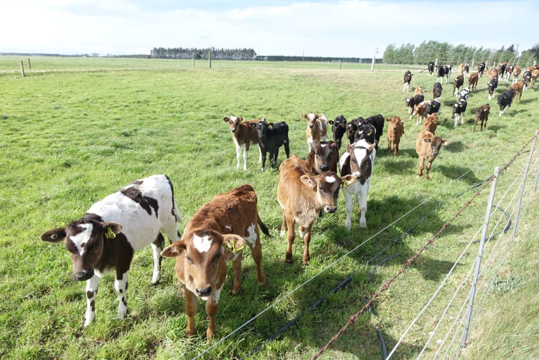 About 1700 Filipinos work on dairy farms such as this one in New Zealand.