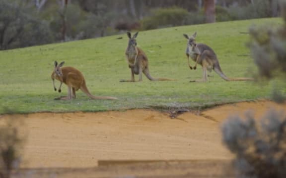 Kangaroos on the golf course!