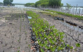Ridge To Reef project in Fanga'uta lagoon.
