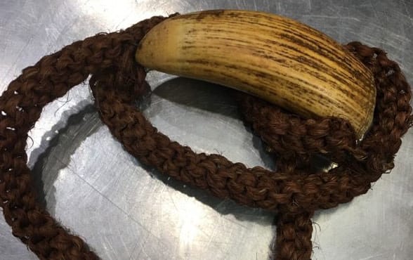 The Tabua gifted to Dali Jobson’s daughter which was confiscated at Auckland Airport by Customs under the CITES Act.