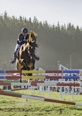 A Kaimanawa horse which was re-homed.