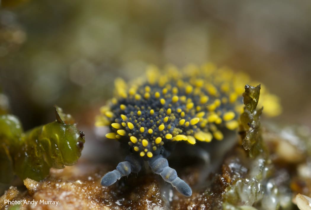 Holacanthella spinosa