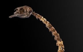 Moa skeleton for sale at auction in Britain