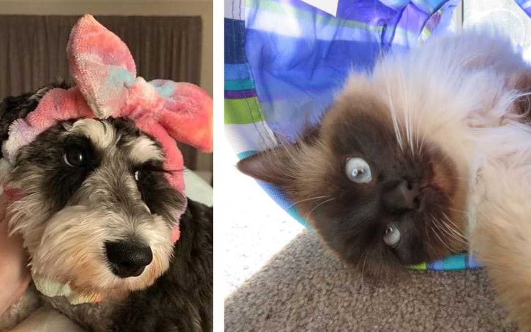 Two photos, a cute doggo with a pink bow on top, and a fluffy cat playing in a fabric tube.