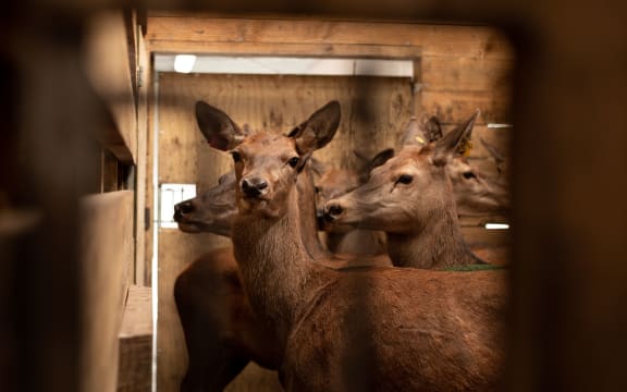 Deer at a Pamu milking farm