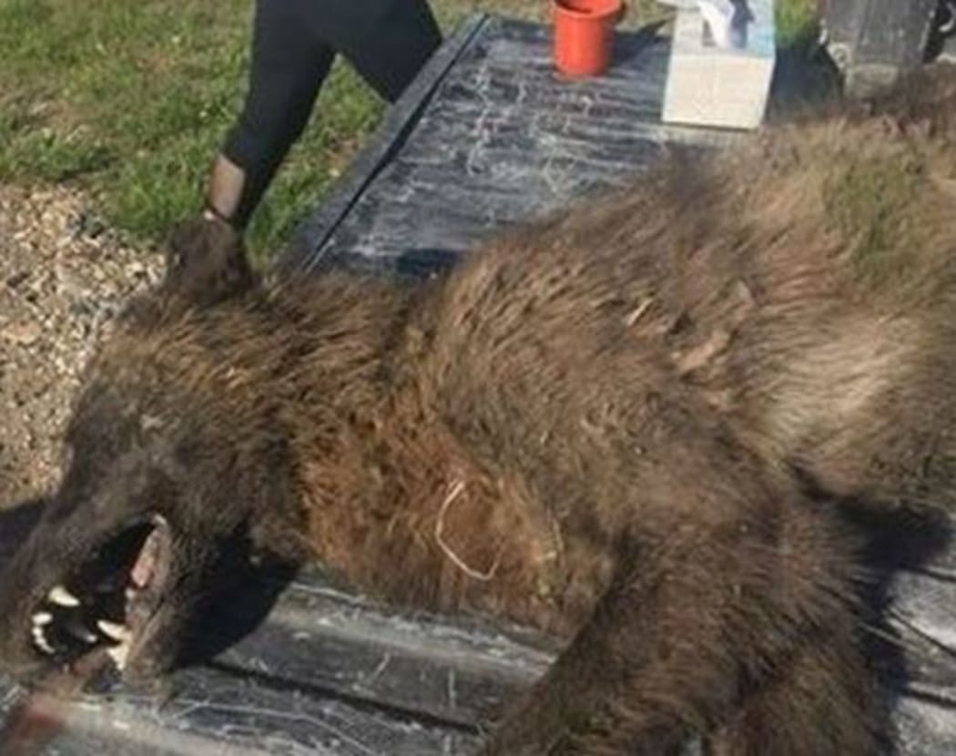 Bizarre theories have circulated online that it could be a werewolf or relative of Bigfoot.