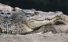 Saltwater crocodile (Crocodylus porosus) or Saltwater crocodile or Indo Australian crocodile or Man-eater crocodile. sunbathing at the swamp.