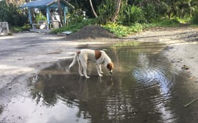 A dog drinks from a pool of water on Funafuti, Tuvalu where efforts are underway to control mosquito breeding sites in the fight against dengue.