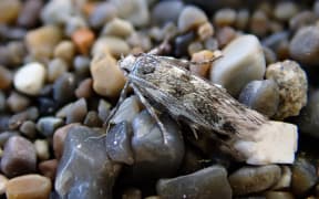 The Kiwaia ‘Cloudy Bay’ moth.