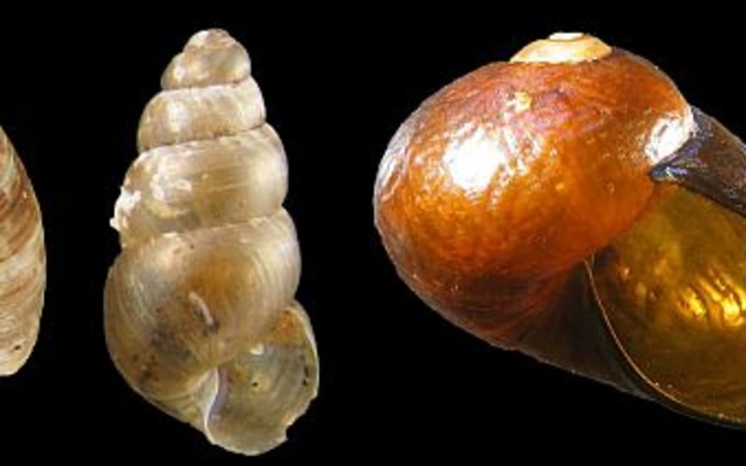 A selection of New Zealand land snails, showing a variety of patterns and shapes. From left to right, Phenacohelix lucetta, Tubuaia novoseelandica and Wainuia urnula, which is one of our largest land snails. It can be 2-3 cm across, and hunts amphipods.