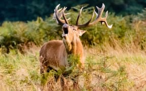 Stag having a good old roar.