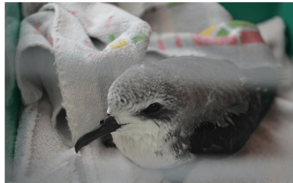 A Cook's Petrel.