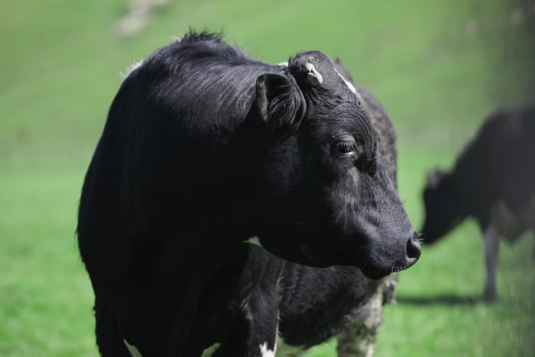 Cow. (file pic)