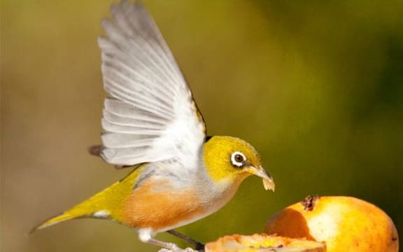 The NZ Silvereye (Zosterops lateralis)