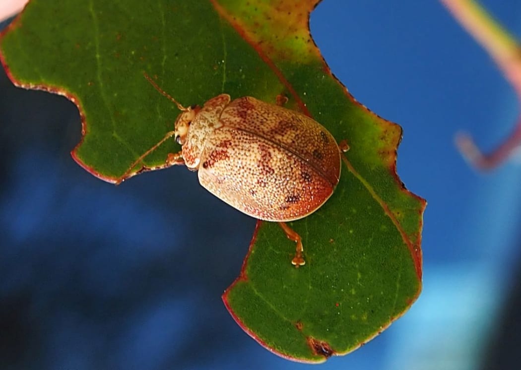 Eucalyptus tortoise beetles are a problem in eucalypt plantations in New Zealand where they defoliate the leaves of a few species.
