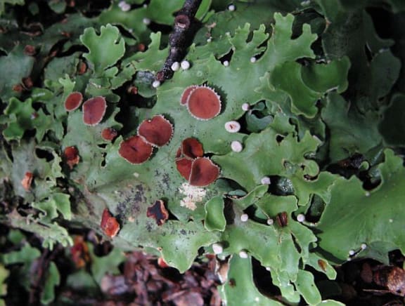 A lichen on the forest floor
