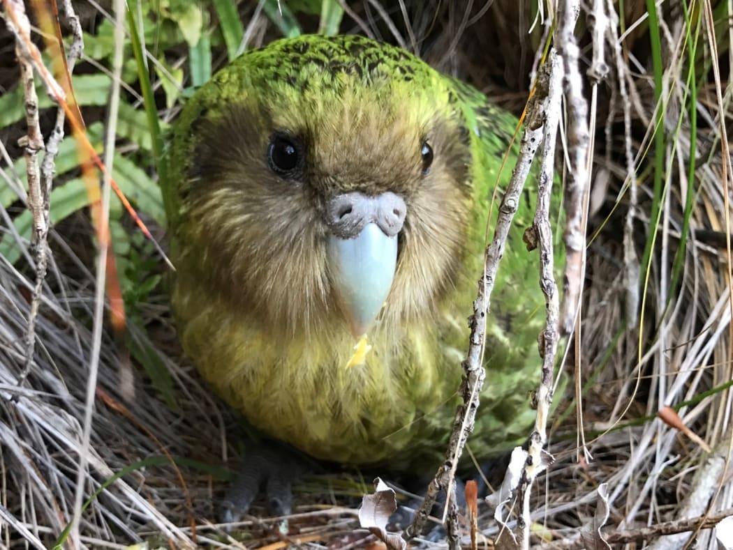 Sinbad was fathered by the last remaining Fiordland kākāpō male, Richard Henry, and is important for the genetic diversity of the species.