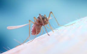 Mosquito feeding on a human, computer illustration. (Photo by SEBASTIAN KAULITZKI/SCIENCE PHOT / SKX / Science Photo Library via AFP)