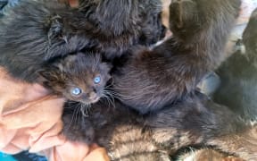 The litter of kittens found on the Transmission Gully construction site.