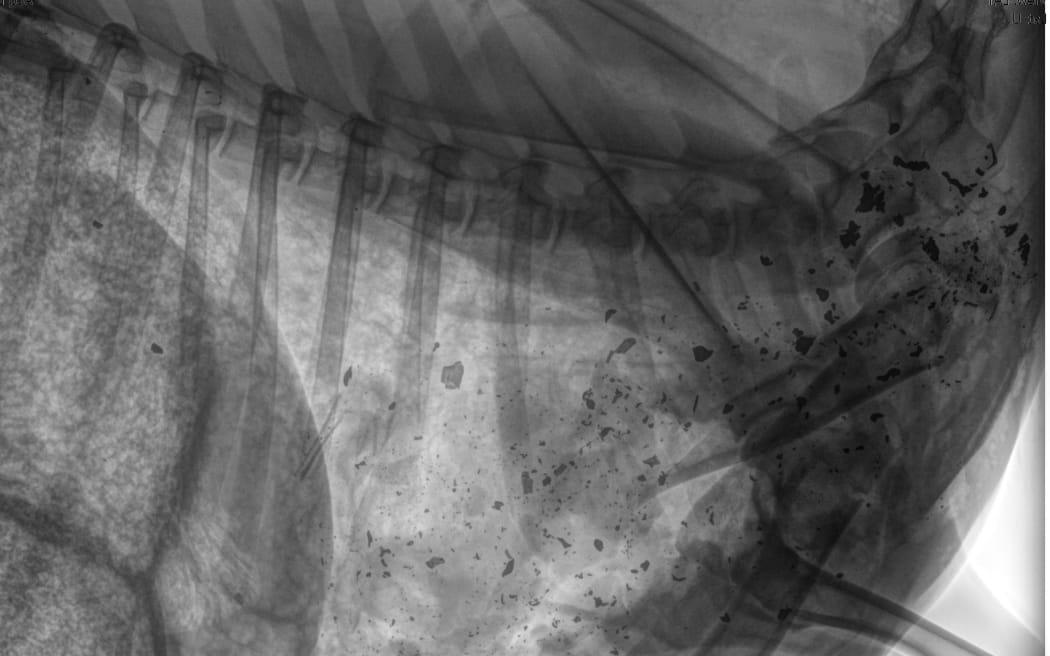 Lead particles found in an animal shot with a lead bullet.