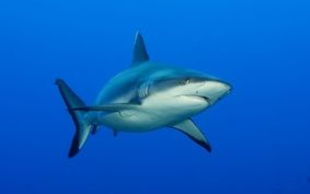 Shark