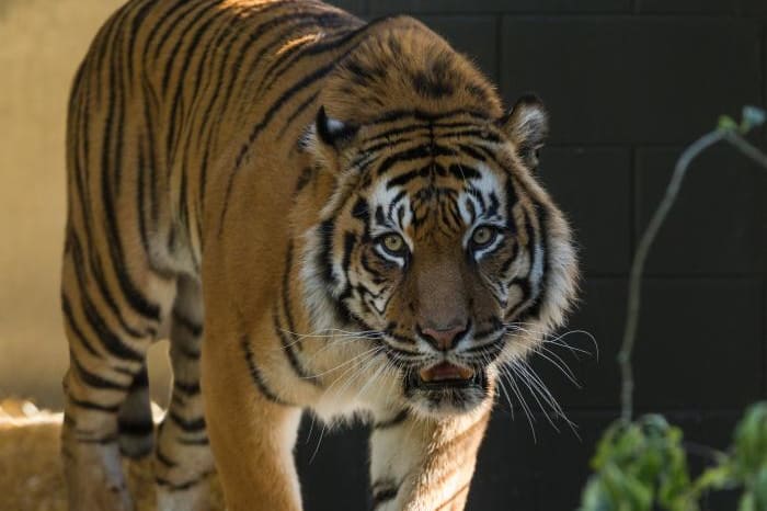 Oz at Hamilton zoo.