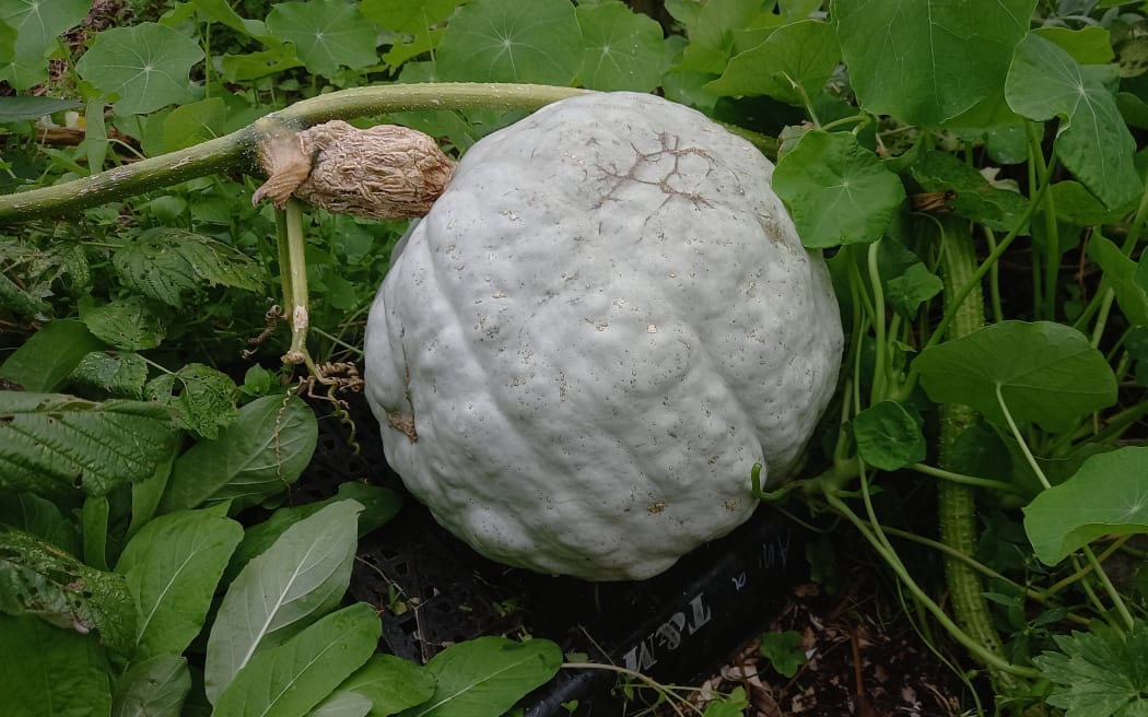 Propped off the ground, this 'Blue Hubbard' pumpkin is waiting for the stalk to totally shrivel before being harvested.