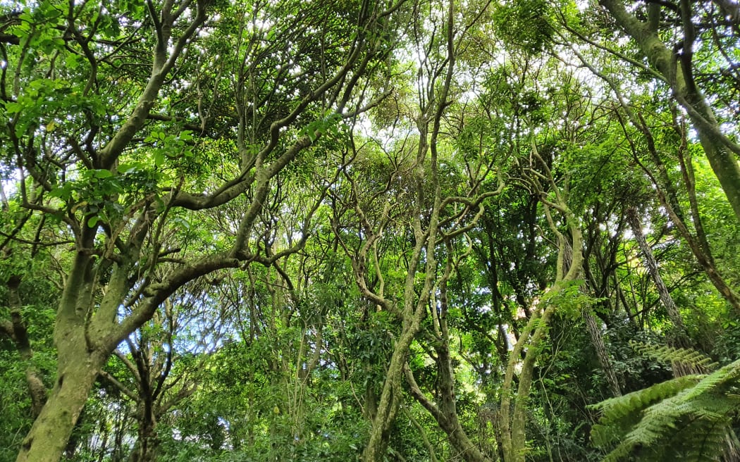 Kohimarama Forest.