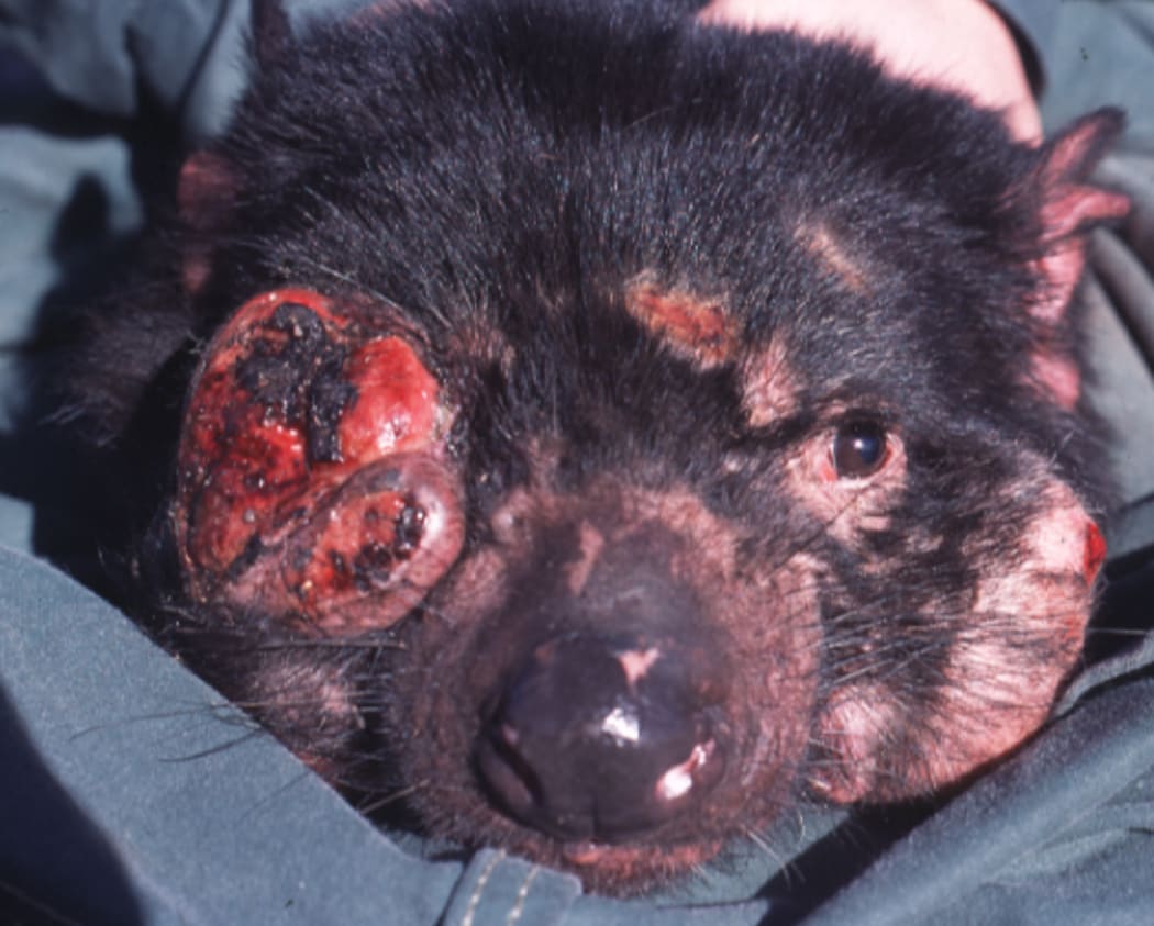 Devil facial tumour disease is a rare contagious cancer that first appeared in 1996, and has been traced to a single female Tasmanian devil. Devils bite each other frequently on the face, where large primary tumours often result in the animal starving to death.