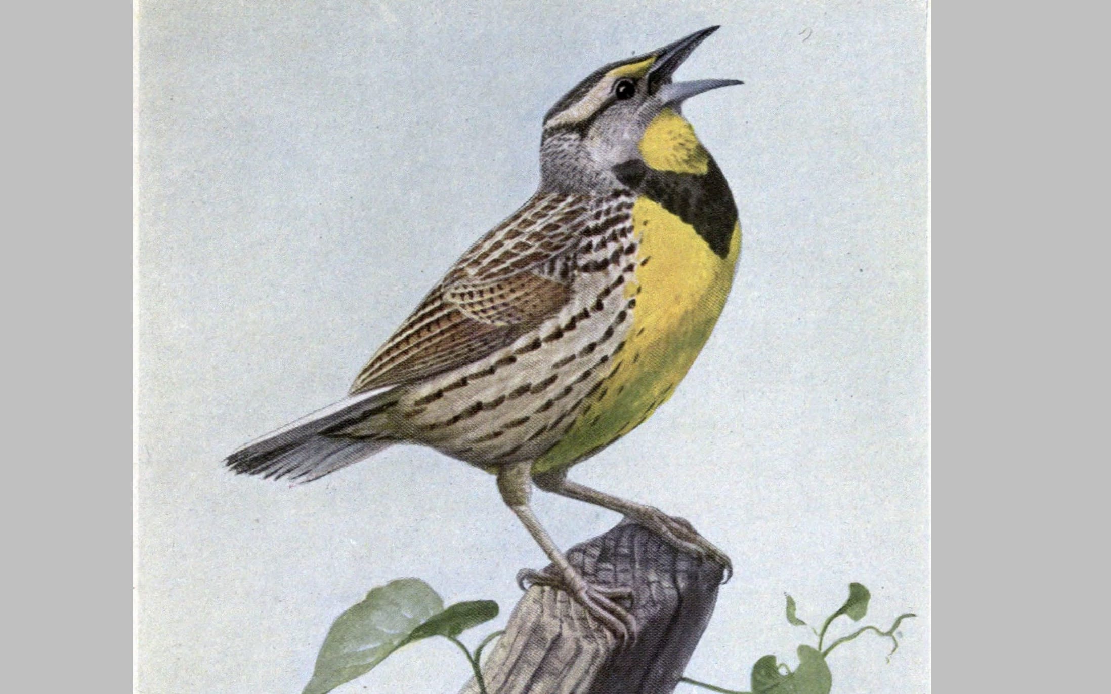 Carol the Meadow Lark. Illustration by Louis Agassiz Fuertes of an Eastern Meadowlark (Sturnella magna), from The Burgess Bird Book for Children
