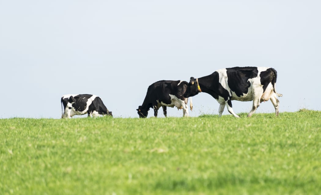 Cows grazing on grass. (File photo)