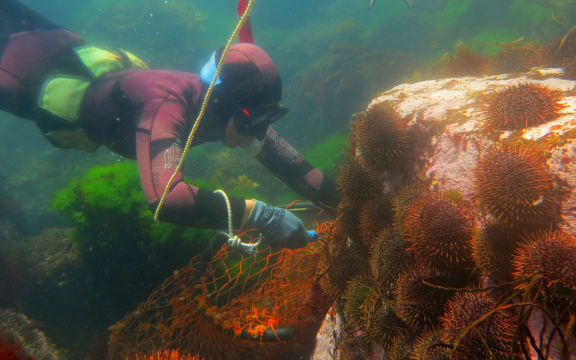 Waikato University marine scientist Kura Paul-Burke.