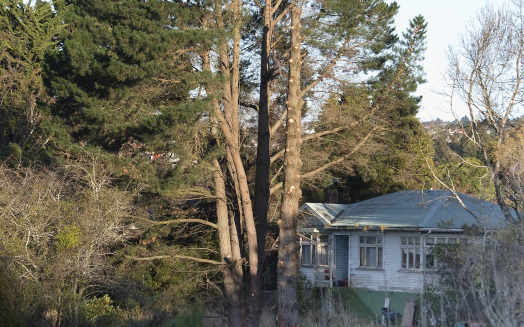 Arborists fell large trees on a Fea St property, owned by Jeff Gladden, yesterday morning