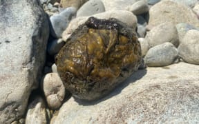 Toxic algae in the Waikanae River in Kāpiti.